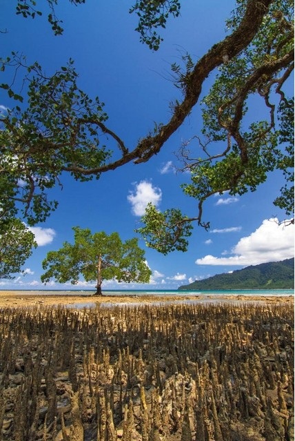 Saat laut surut, Pantai Teluk Sumbang nan datar menyisakan hamparan pasir putih serta akar-akar yang dipayungi pohon rindang. (Yunaidi/NGT)
