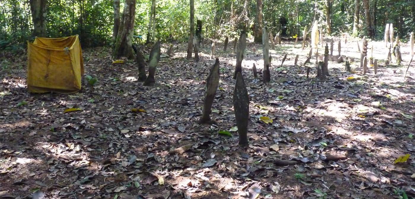PERNAH DIBOBOL: Suasana makam tua di bekas desa Salok Bugis, di dalam hutan HLSW. Dulu, beberapa warga ditemui menjadikan makam ini sebagai lokasi cari pesugihan. Kendi dan alat-alat masih bisa ditemui.
